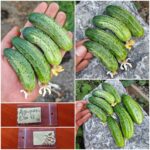Αγγουράκι Gherkin ''Ela'' F1