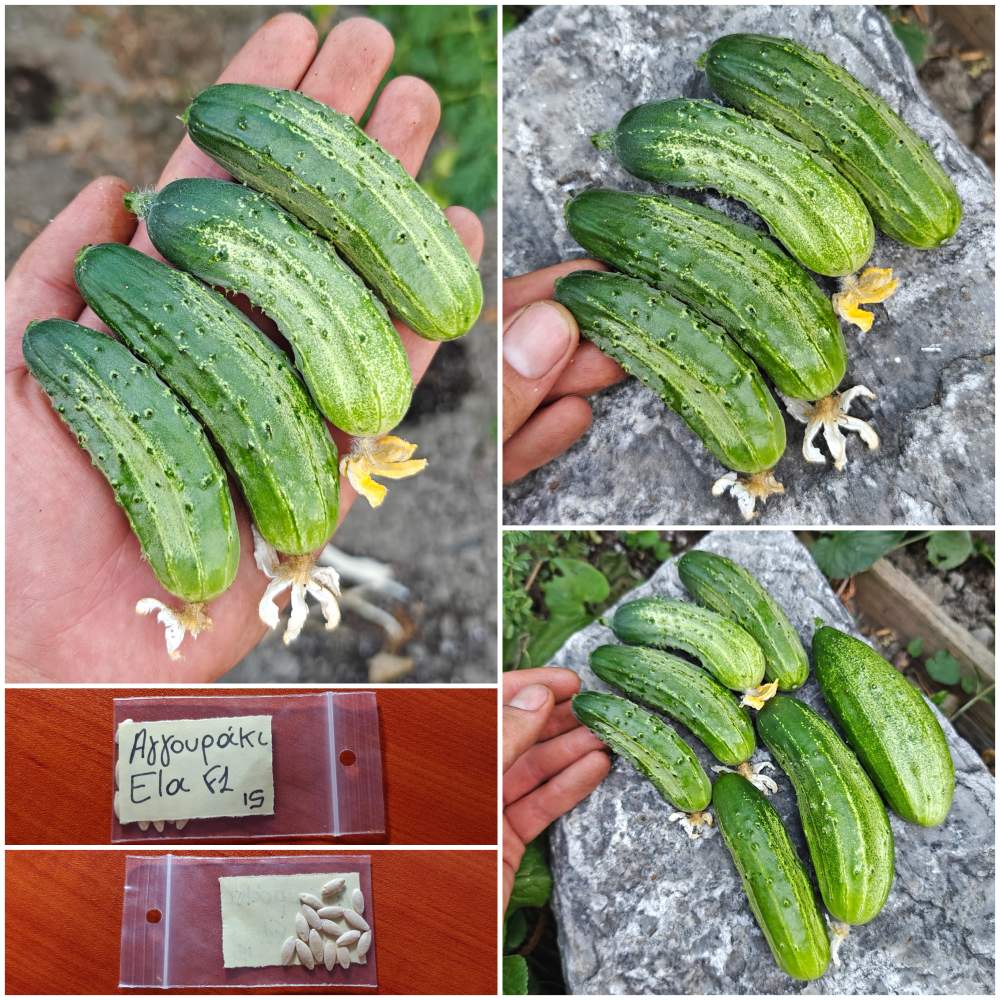556 Αγγουράκι Gherkin ''Ela'' F1 - Image 1