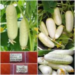 Αγγουράκι Λευκό ''White Wonder''