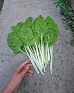 Σέσκουλο Ξανθό ''Blonde a Carde Blanche'' - Image 2