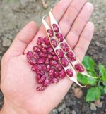 Φασόλι ''Speckled Tolosan'' Σκαλωτό - Image 2