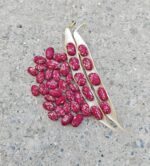 Φασόλι ''Speckled Tolosan'' Σκαλωτό - Image 3