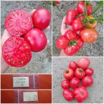 Ντομάτα Δέντρο ''Tree Tomato''