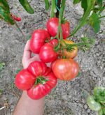 Ντομάτα Δέντρο ''Tree Tomato'' - Image 3
