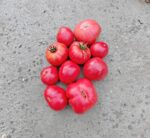 Ντομάτα Δέντρο ''Tree Tomato'' - Image 4