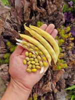 Φασόλι Κίτρινο ''Bosnian Yellow'' Σκαλωτό - Image 2