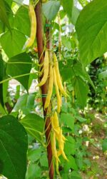 Φασόλι Κίτρινο ''Bosnian Yellow'' Σκαλωτό - Image 4