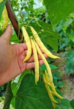 Φασόλι Κίτρινο ''Bosnian Yellow'' Σκαλωτό - Image 5