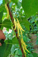 Φασόλι Κίτρινο ''Bosnian Yellow'' Σκαλωτό - Image 6