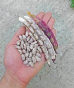 Φασόλι Κόκκινο ''Rochet'' Σκαλωτό - Image 2