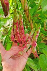 Φασόλι Κόκκινο ''Rochet'' Σκαλωτό - Image 3