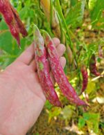 Φασόλι Κόκκινο ''Rochet'' Σκαλωτό - Image 5
