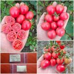 Ντοματίνι Ροζ ''Thai Pink Egg''