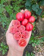 Ντοματίνι Ροζ ''Thai Pink Egg'' - Image 2
