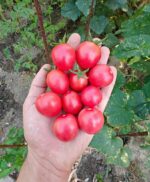 Ντοματίνι Ροζ ''Thai Pink Egg'' - Image 3