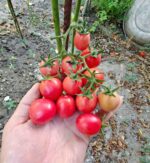 Ντοματίνι Ροζ ''Thai Pink Egg'' - Image 4