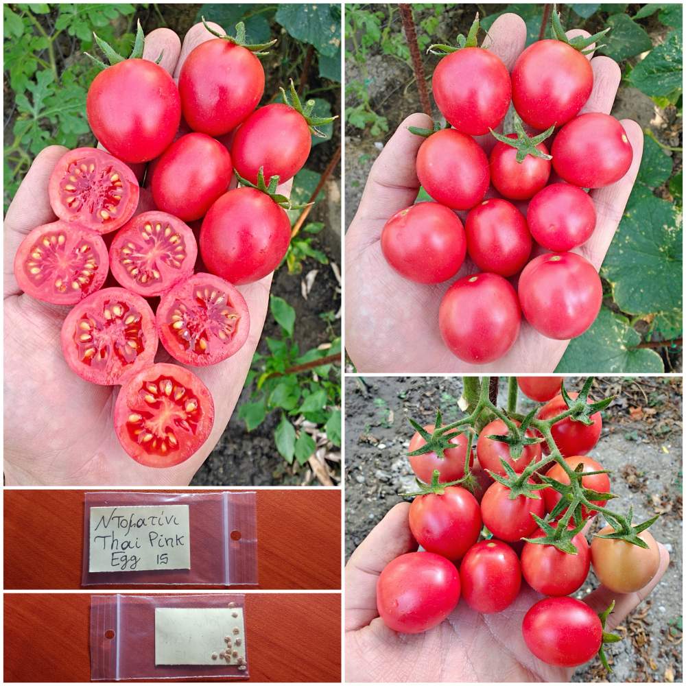 583 Ντοματίνι Ροζ ''Thai Pink Egg'' - Image 1