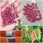 Φασόλι ''Speckled Tolosan'' Σκαλωτό