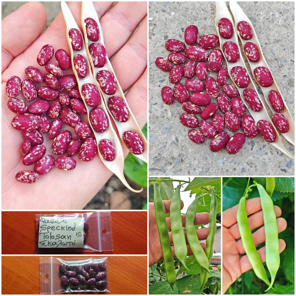 5υξξυ76 Φασόλι ''Speckled Tolosan'' Σκαλωτό - Image 1