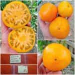 Ντομάτα Κίτρινη ''Giant Limonnyi''