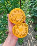 Ντομάτα Κίτρινη ''Giant Limonnyi'' - Image 2