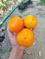 Ντομάτα Κίτρινη ''Giant Limonnyi'' - Image 3