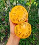 Ντομάτα Κίτρινη ''Giant Limonnyi'' - Image 4