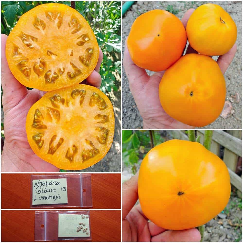 589 Ντομάτα Κίτρινη ''Giant Limonnyi'' - Image 1