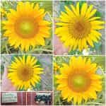 Ηλίανθος ''Sunspot Gold'' Νάνος