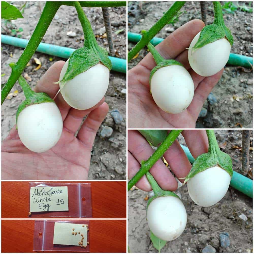 601 Μελιτζάνα Άσπρη ''White Egg'' - Image 1