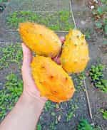 Πεπόνι ''Kiwano Melon'' - Image 2