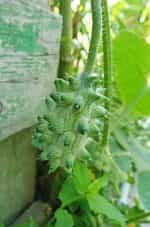Πεπόνι ''Kiwano Melon'' - Image 5