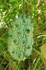 Πεπόνι ''Kiwano Melon'' - Image 6