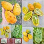 Πεπόνι ''Kiwano Melon''