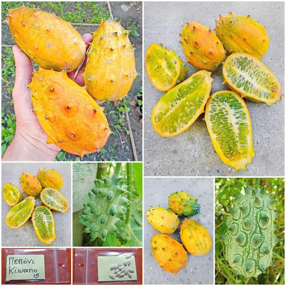 603a Πεπόνι ''Kiwano Melon'' - Image 1