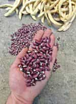 Φασόλι ''1500 Year Old Cave Bean'' Σκαλωτό - Image 2