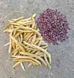 Φασόλι ''1500 Year Old Cave Bean'' Σκαλωτό - Image 3