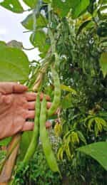 Φασόλι ''1500 Year Old Cave Bean'' Σκαλωτό - Image 4