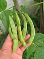 Φασόλι ''1500 Year Old Cave Bean'' Σκαλωτό - Image 5