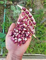 Φασόλι ''Caparron'' Σκαλωτό - Image 2