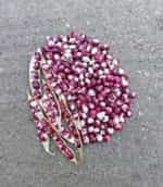 Φασόλι ''Caparron'' Σκαλωτό - Image 3