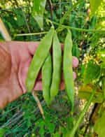 Φασόλι ''Caparron'' Σκαλωτό - Image 4