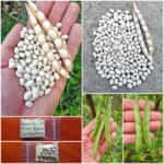 Φασόλι ''Rice Bean'' Ημισκαλωτό