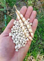 Φασόλι ''Rice Bean'' Ημισκαλωτό - Image 2