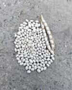 Φασόλι ''Rice Bean'' Ημισκαλωτό - Image 3