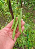 Φασόλι ''Rice Bean'' Ημισκαλωτό - Image 4