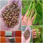 Φασολάκι ''Tendergreen'' Καθιστό