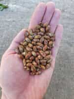 Φασολάκι ''Tendergreen'' Καθιστό - Image 2