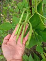 Φασολάκι ''Tendergreen'' Καθιστό - Image 3