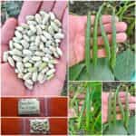 Φασολάκι ''Paulista'' Καθιστό